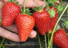 Stoloni de Capsuni Certificati