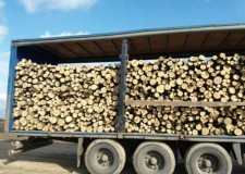 Vand lemne foc: salcam, fag, stejar, carpen- 250ron