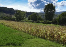 TEREN INTRAVILAN 2405MP, CAMPULUNG