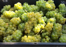 VAND STRUGURI DE VIN 2018