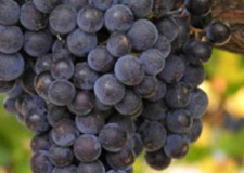 Vand struguri de vin