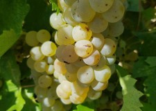 VAND STRUGURI DE VIN 2018