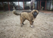 Vand catei rasa ciobanesc caucazian