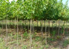 Vand puieti mesteacan, tei, artar