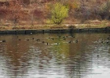 Proprietar teren Petricani Mobexpert