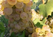 VÃ¢nd struguri de vin 2019