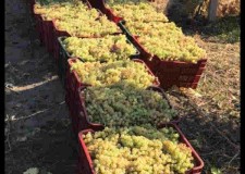 Struguri de vin albi si negri 2019