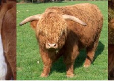 OFERIM VACI DIN IMPORT