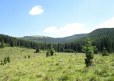 Teren 6640 mp in Moroeni, Dambovita