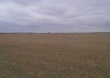 Teren intravilan 749.67 mp, Ciolpani, Ilfov