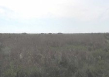 Teren 29970 mp, Sacalaz, Timis