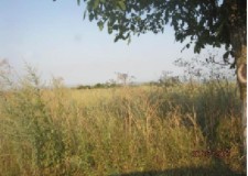 Teren 14404 mp (3 loturi ), T35, Braila