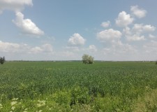 Teren 1.794 mp, Domnesti, Judet Ilfov