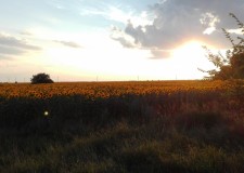 Teren intravilan arabil 9171 mp, Tancabesti, Snagov