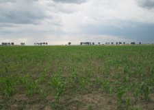 Teren agricol 5,000 mp in Clinceni, Ilfov