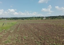 Teren 618 mp, Str Rozelor, Balotesti, Judet Ilfov