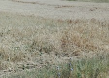 Teren extravilan arabil 10600 mp, Feldioara, Brasov