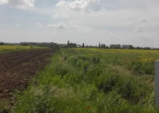 Teren 5.008 mp Sat Dumbraveni, Comuna Balotesti, Ilfov