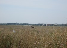 Teren 4000 mp, Buftea