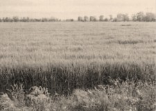 2 loturi de teren, 18000 mp, Braila