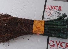 butasi vie soiul Velika