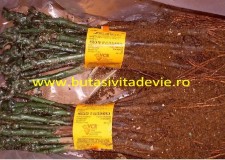 butasi soiul Muscat de Alexandria